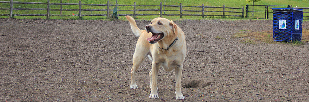 A dog enjoying the dog park while off-leash. There is a bin in the background for waste disposal.