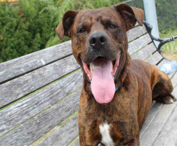 Jake the dog resting happily on a park bench