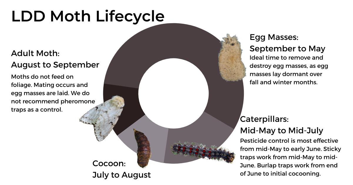 A circle indicating the LDD moth's lifestyle, with shading that indicates the length of time spent in one stage. There are images of the insect at these stages, as well as text explaining them briefly. This textual information is available in full following this image. 