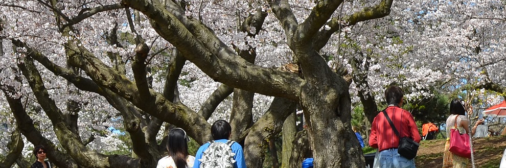 People in a city park enjoy the beautiful sight of pinkish-white cherry tree blossoms in several trees in a cherry grove. The trees bloom in Spring.