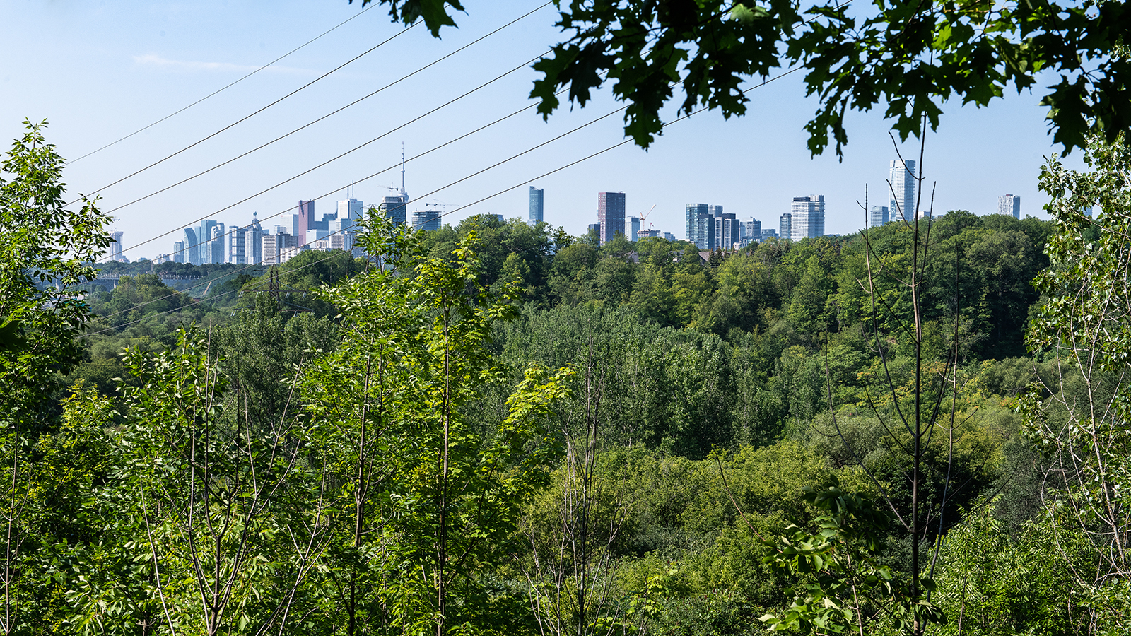 View of city skyline from a lookout at Crothers Woods