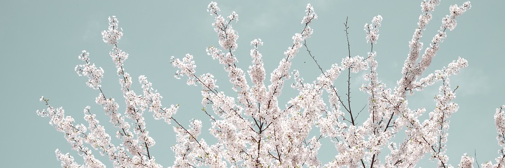 Photo of pinkish-white blossoms on a cherry tree against a blue sky.