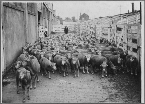 Photograph of sheep at Union Stock Yard