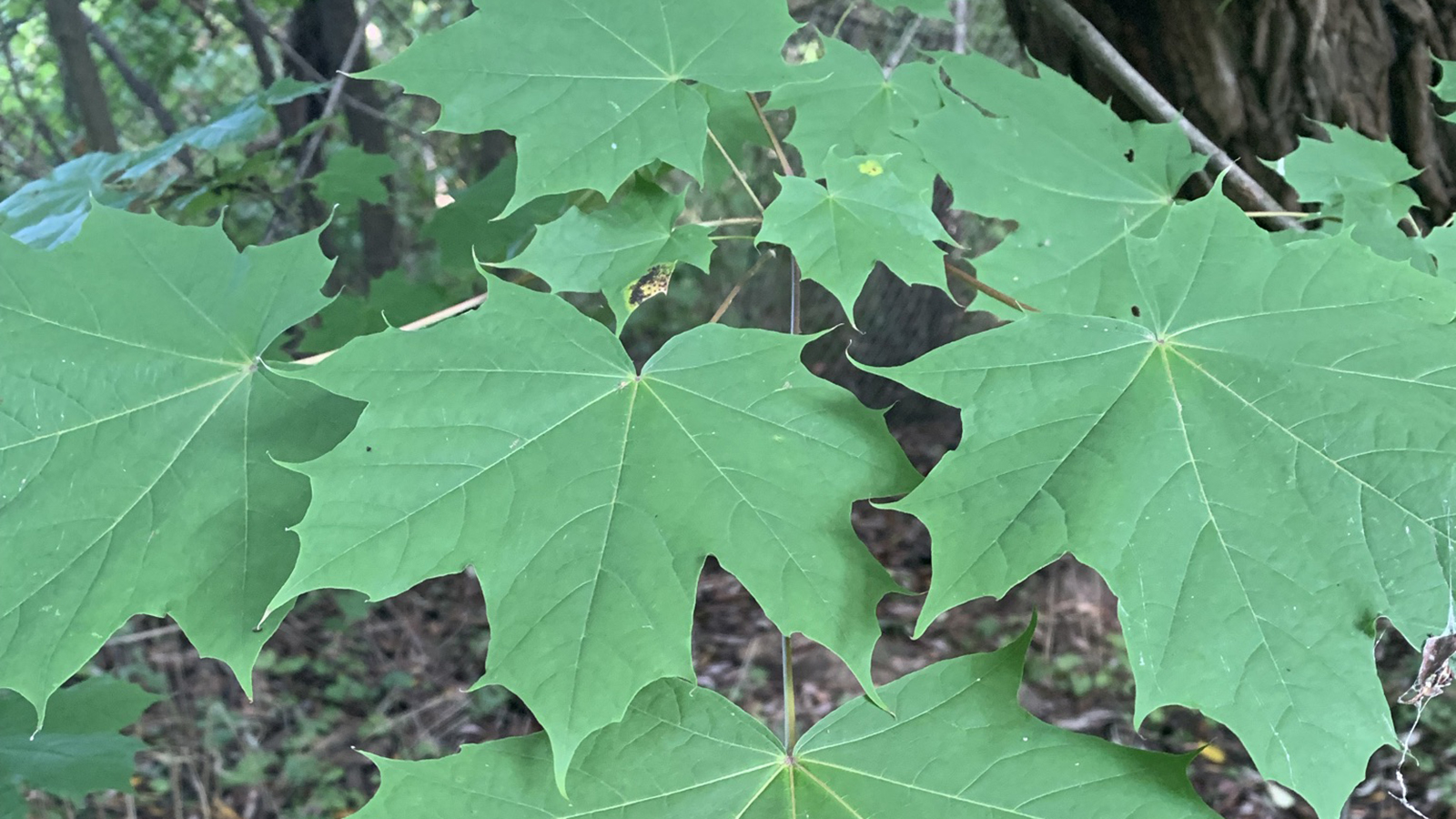 Norway maple, with green, typical maple leaves, densely packed together.