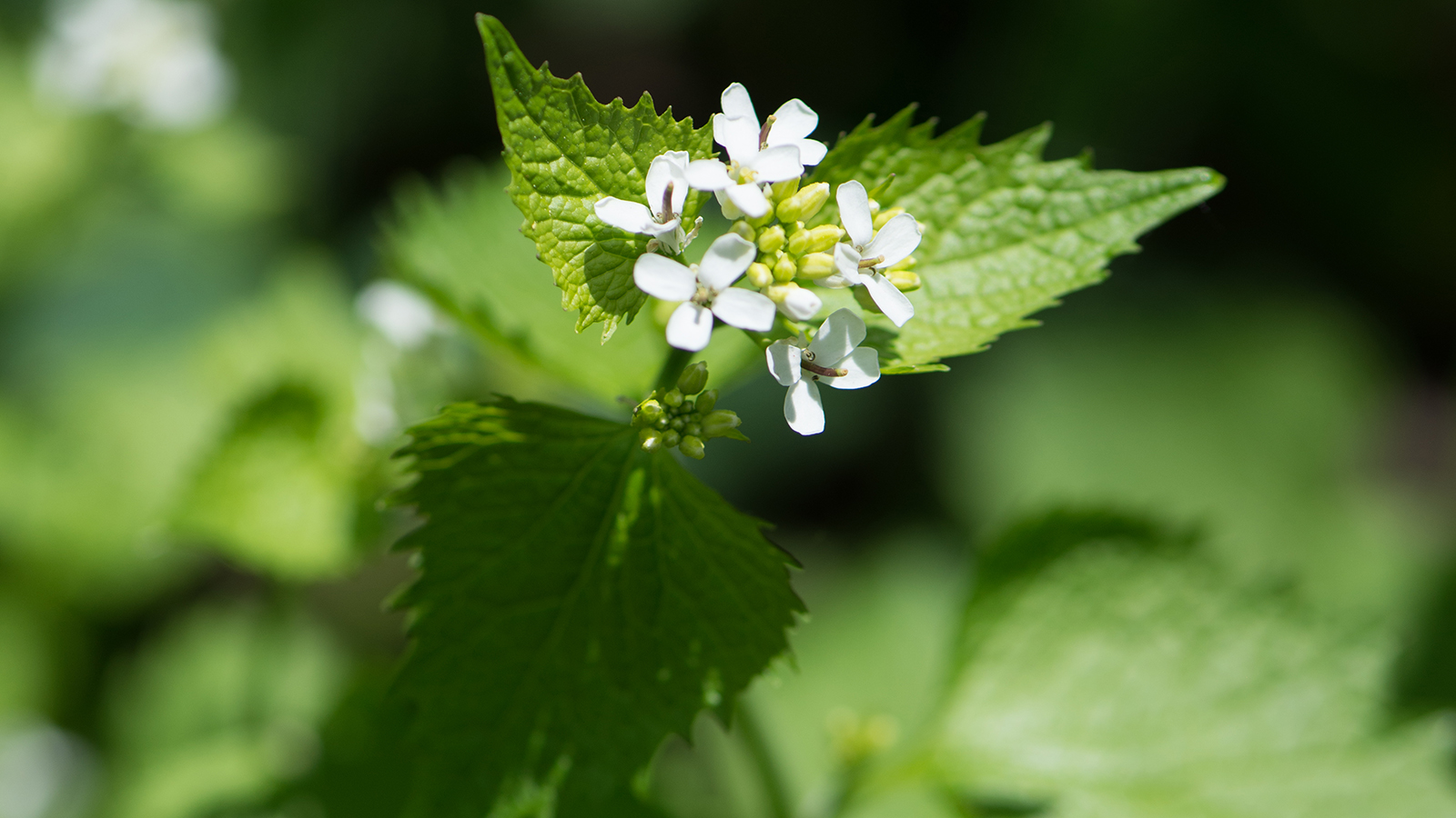 Garlic mustard, with tear-drop shaped serrated leaves and small white flowers.
