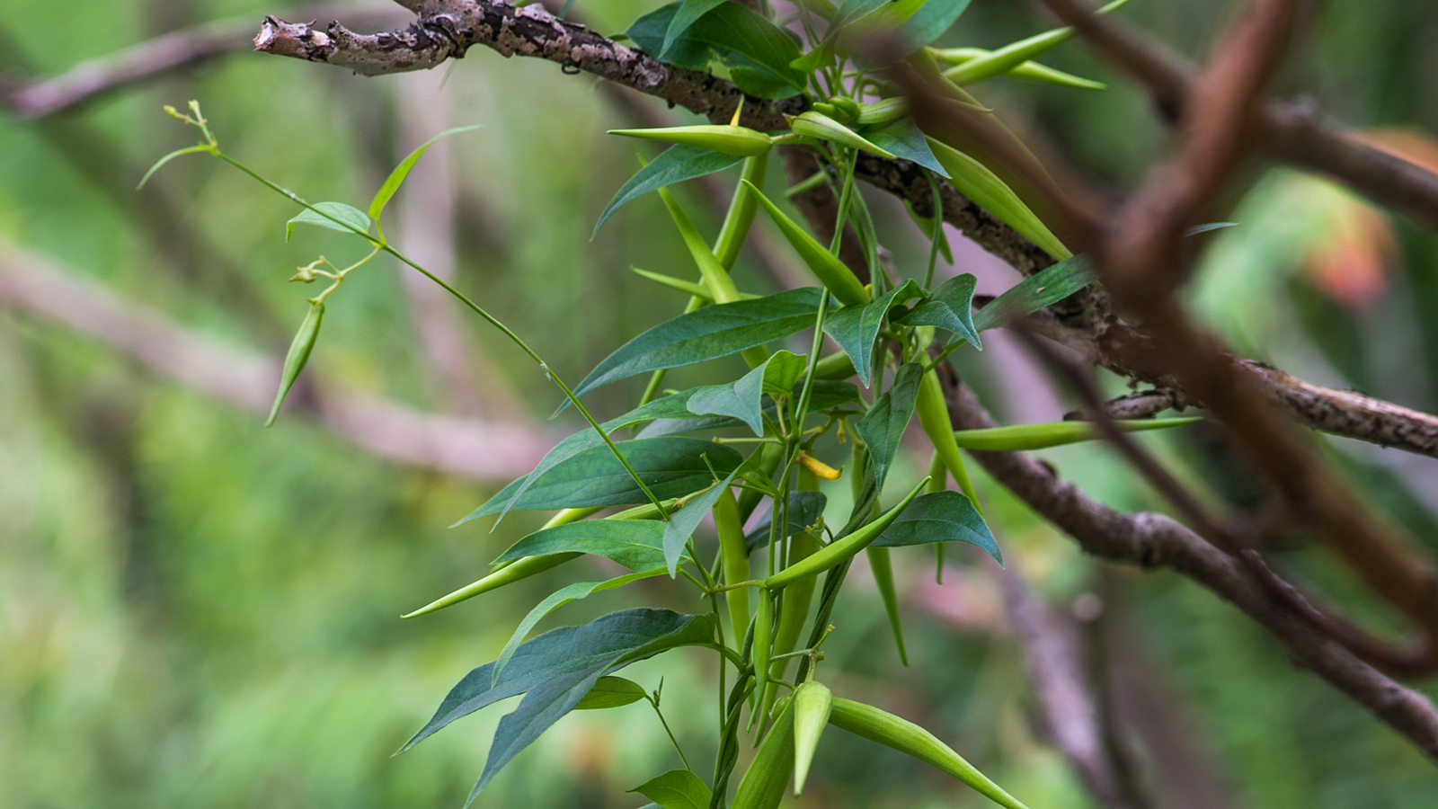 Dog-strangling wine, with green, oval-shaped leaves with pointed tips and long bean-shaped seed pods.