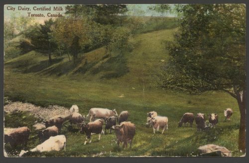 Postcard of the City Dairy certified milk farm