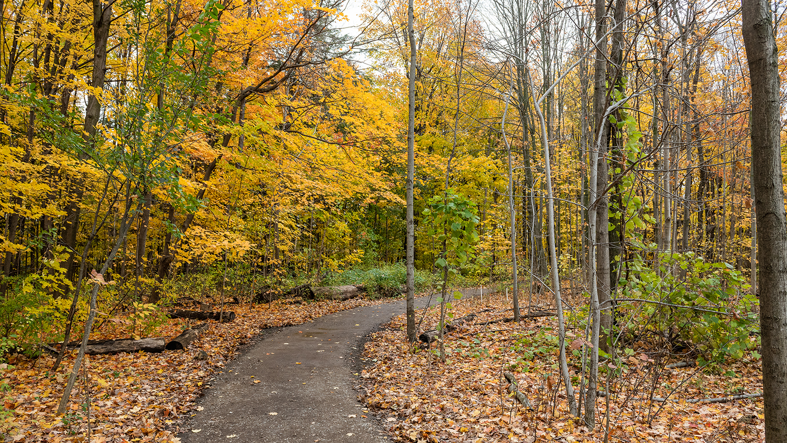 Curved trail disappears into the fall colours of the urban forest at Bestview Park