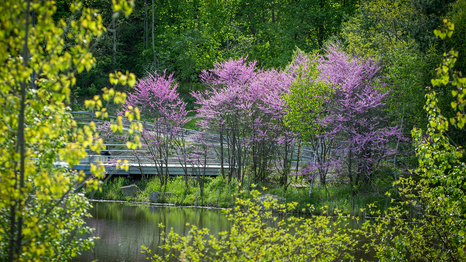 Eastern redbud trees in bloom and green trees surround the walking path at Don Valley Brick Works