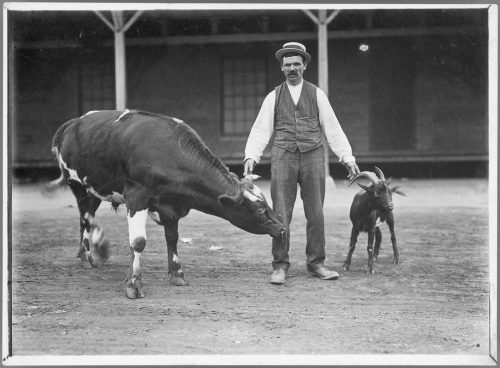 Photograph of bull and goat with handler