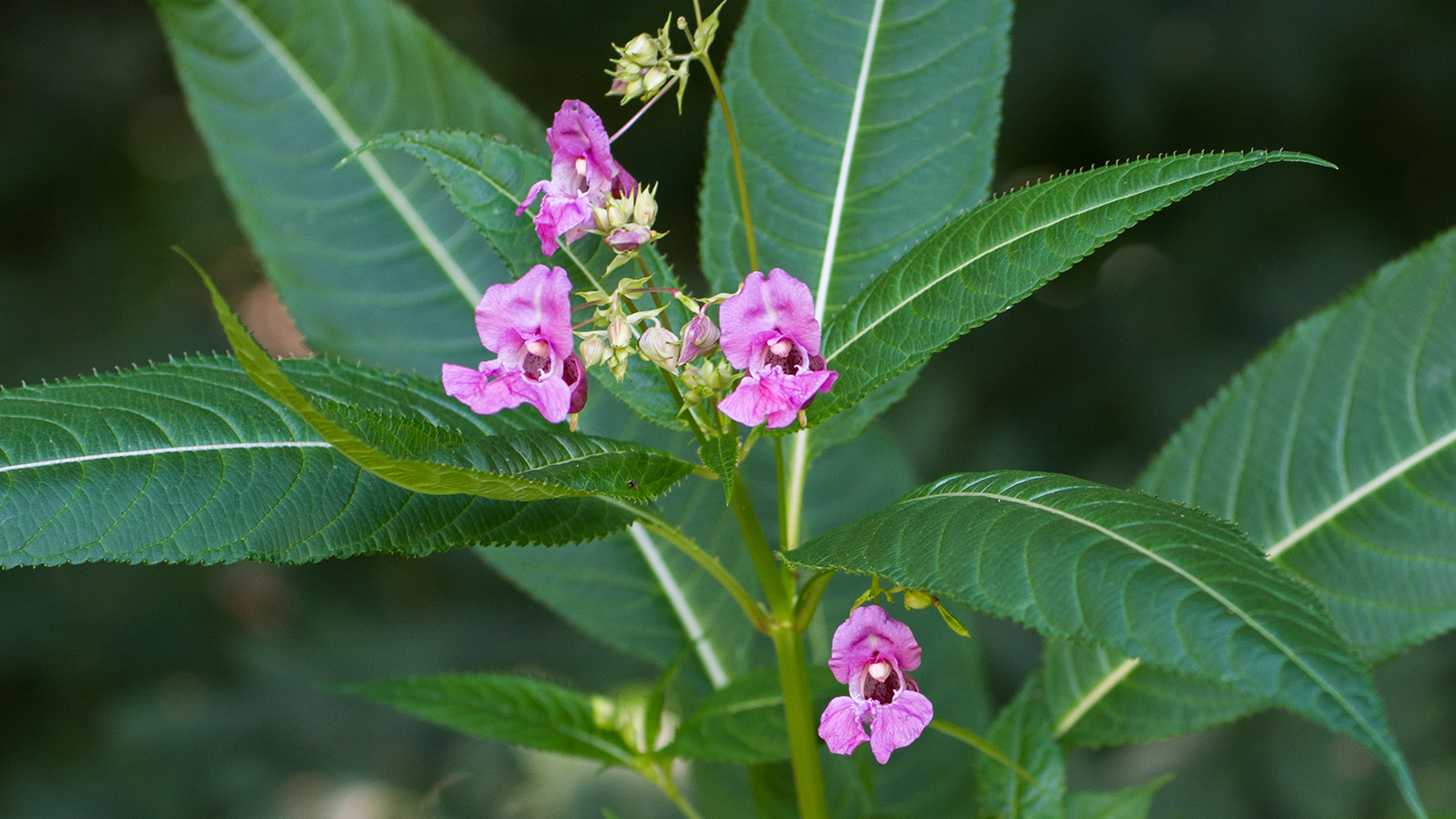 Himalayan balsam, long, green leaves with sharp toothed edges and purple flowers.