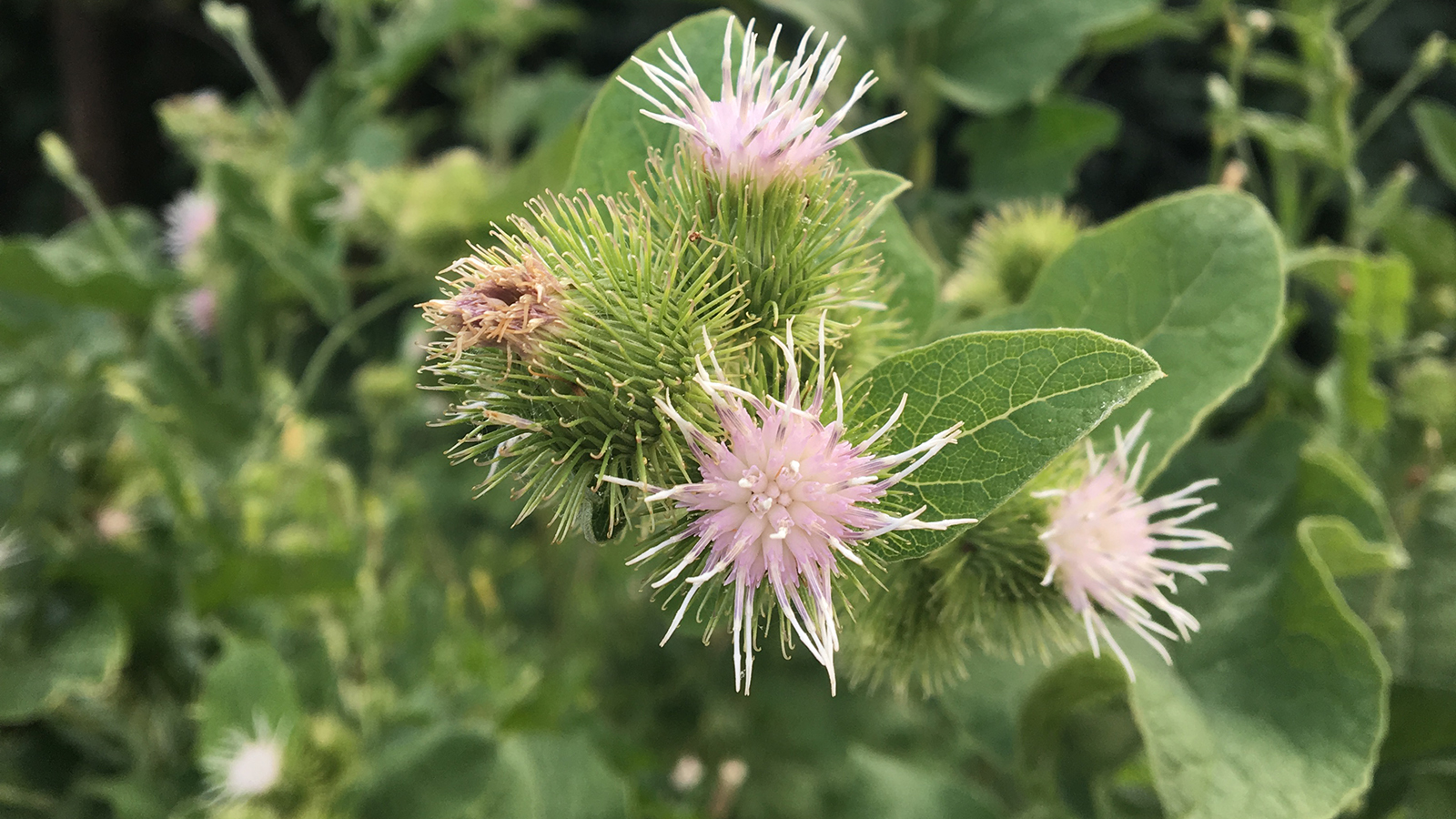 Burdock weed, with green, heart-shaped leaves and pale, scraggly burs.