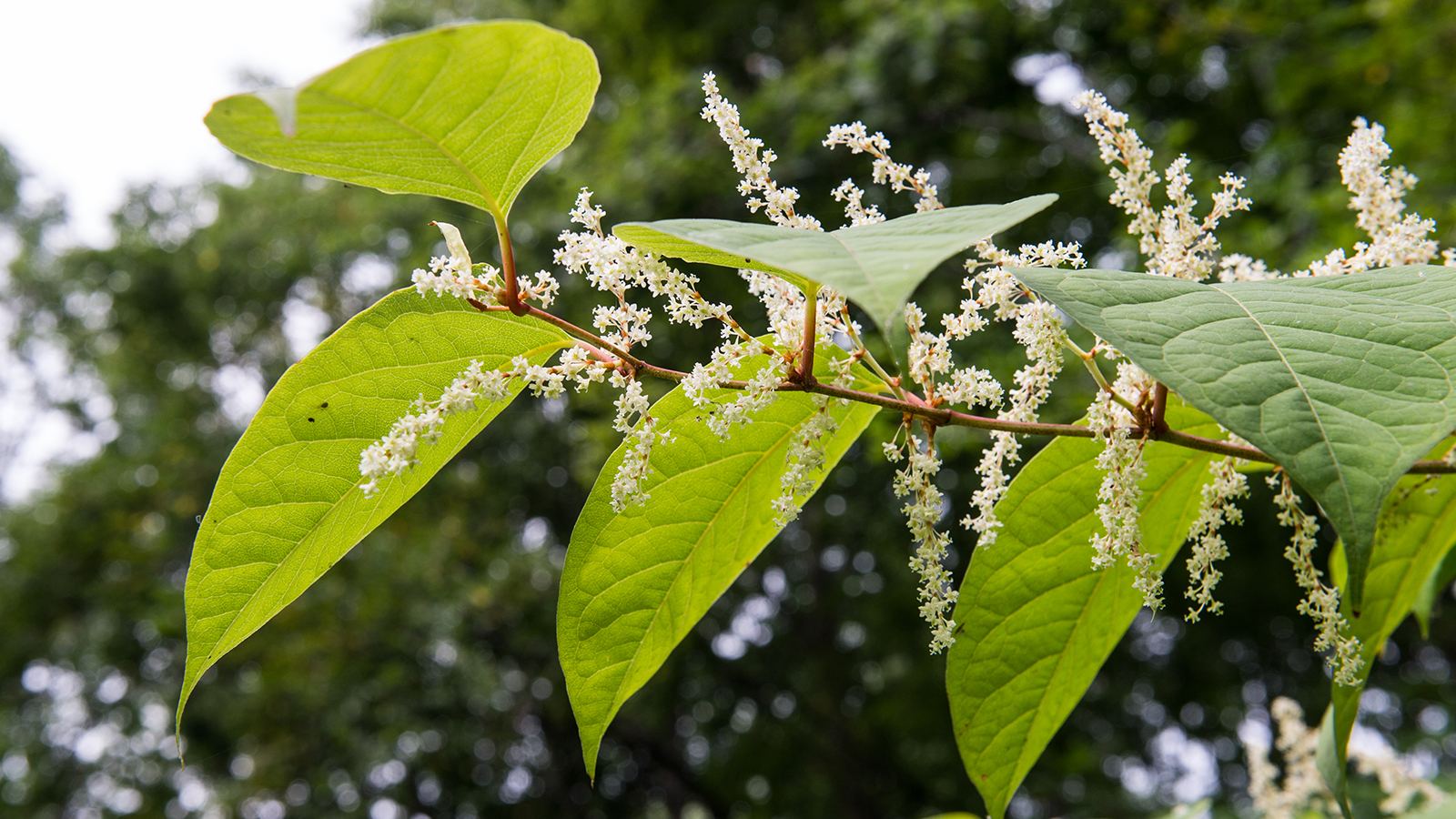 Japanese knotweed, with reddish stems, green oval-shaped leaves with pointed tips and small white flowers.