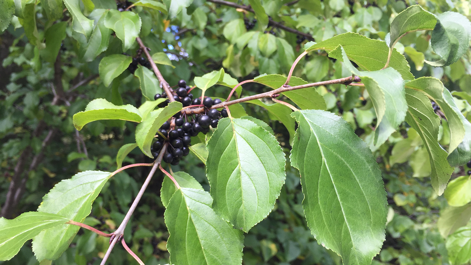 Buckthorn has smooth green leaves with fine toothed edges, older stems end with a sharp thorn, and it produces a dark berry-like fruit.