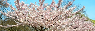 Toronto's Japanese flowering cherry trees (Sakura)