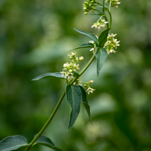 Dog-strangling vine