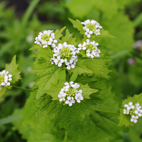 Garlic mustard