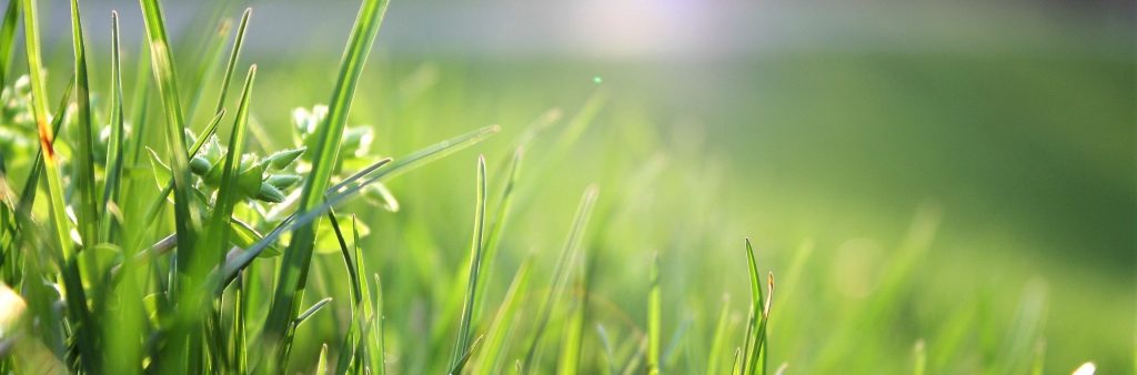 Close-up of grass blades