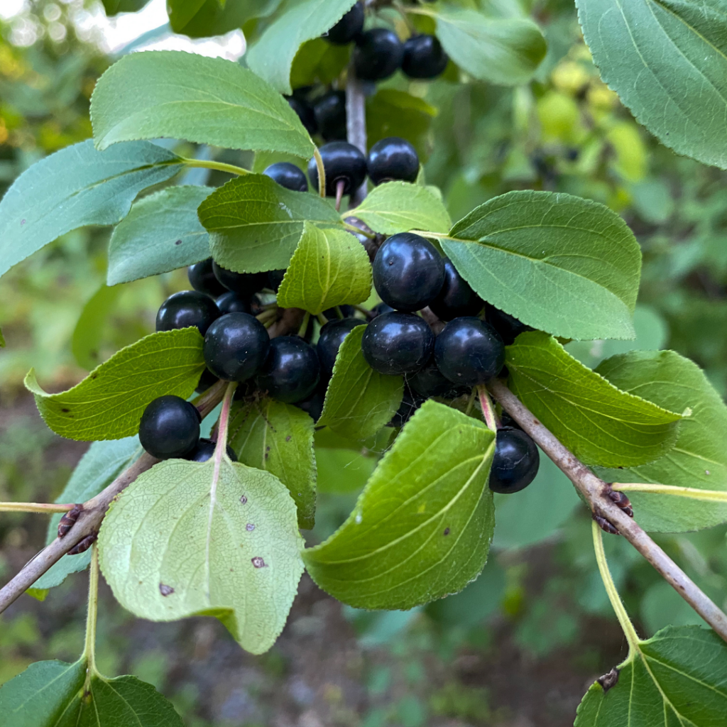 Common Buckthorn