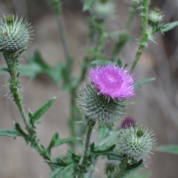 Canada Thistle