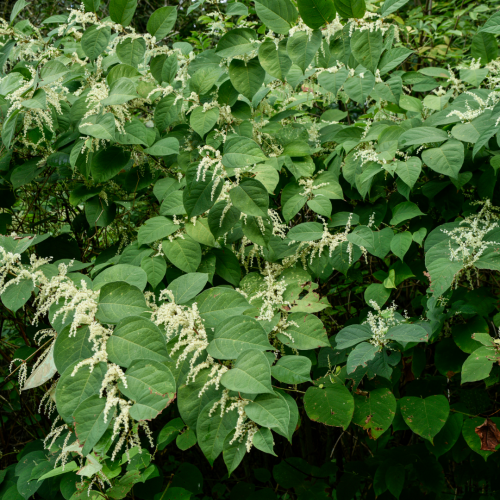 Japanese Knotweed