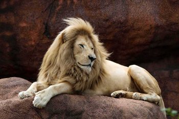 Lion sitting on a rock