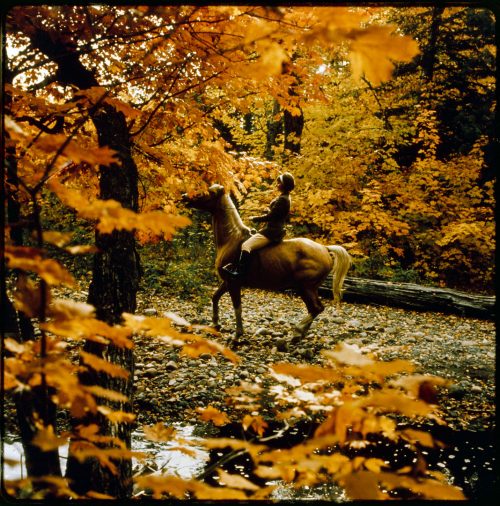 Colour view of woman riding horse in wooded area with autumn leaves.