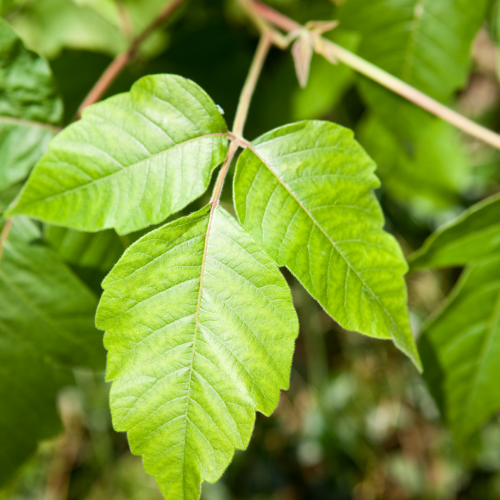 Poison Ivy