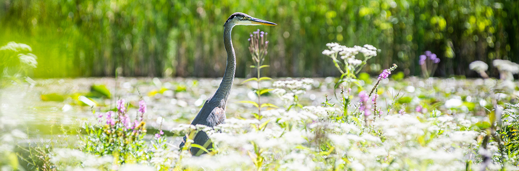 A crane pictured amidst a field of wild flowers.