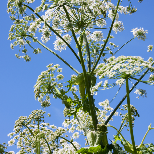 Giant Hogweed