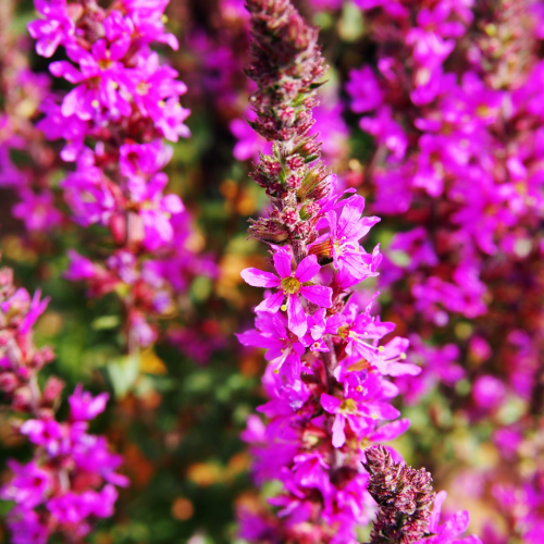 Purple Loosestrife