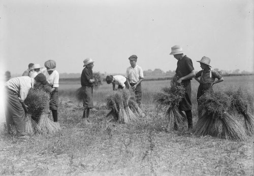 Group of young people in field with flax bundles.