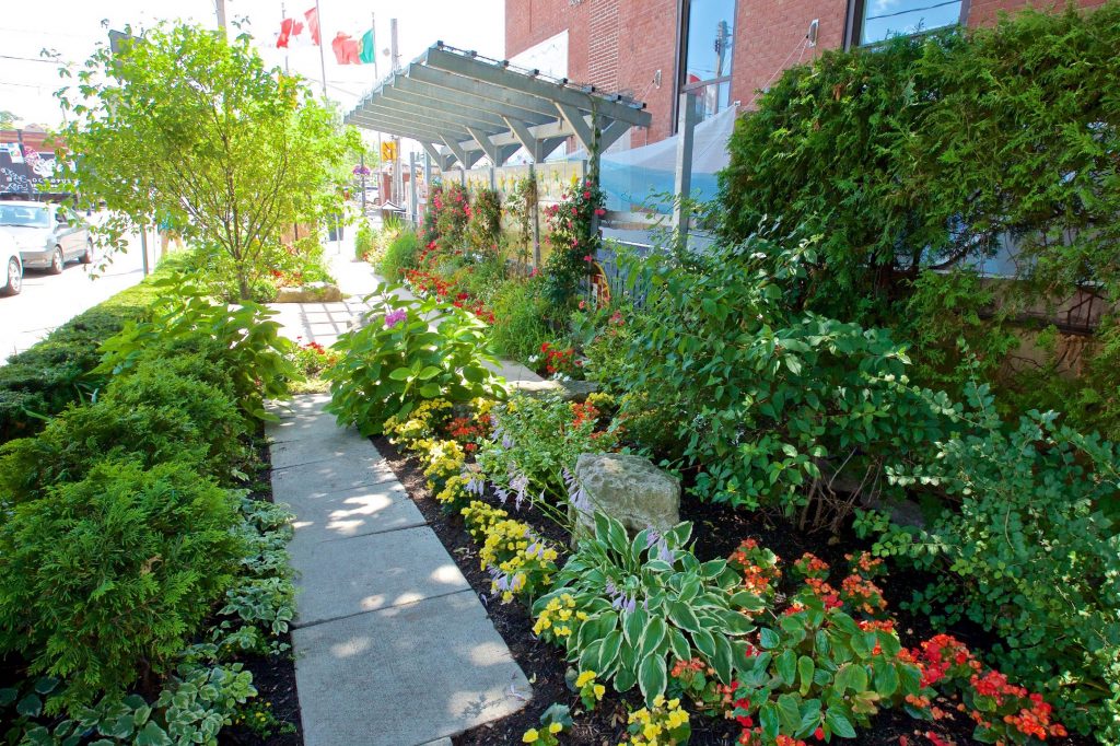 Low-lying deep green coniferous shrubs and hosta's with a patio stone walkway through the middle.