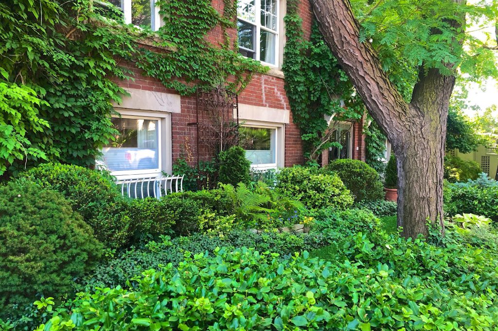 Tall bright and deep green camellia sinensis, box woods and fern plants in the entryway of a low-rise condo building.