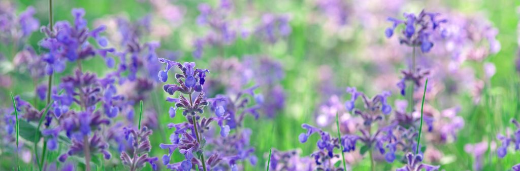 Long-stemmed eastern cat-mint with small bluish-purple petals in a green garden bed at Nation Phillip Square Garden.