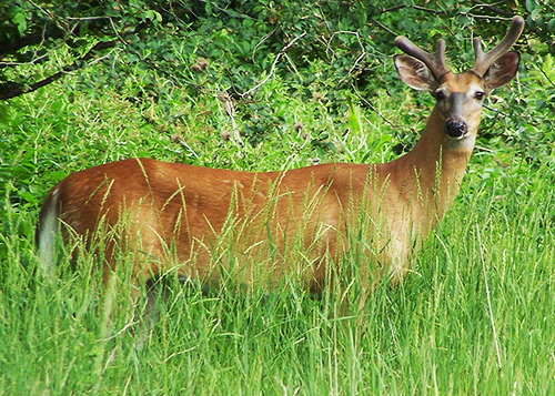 A deer standing in tall grass in ravine parkland.