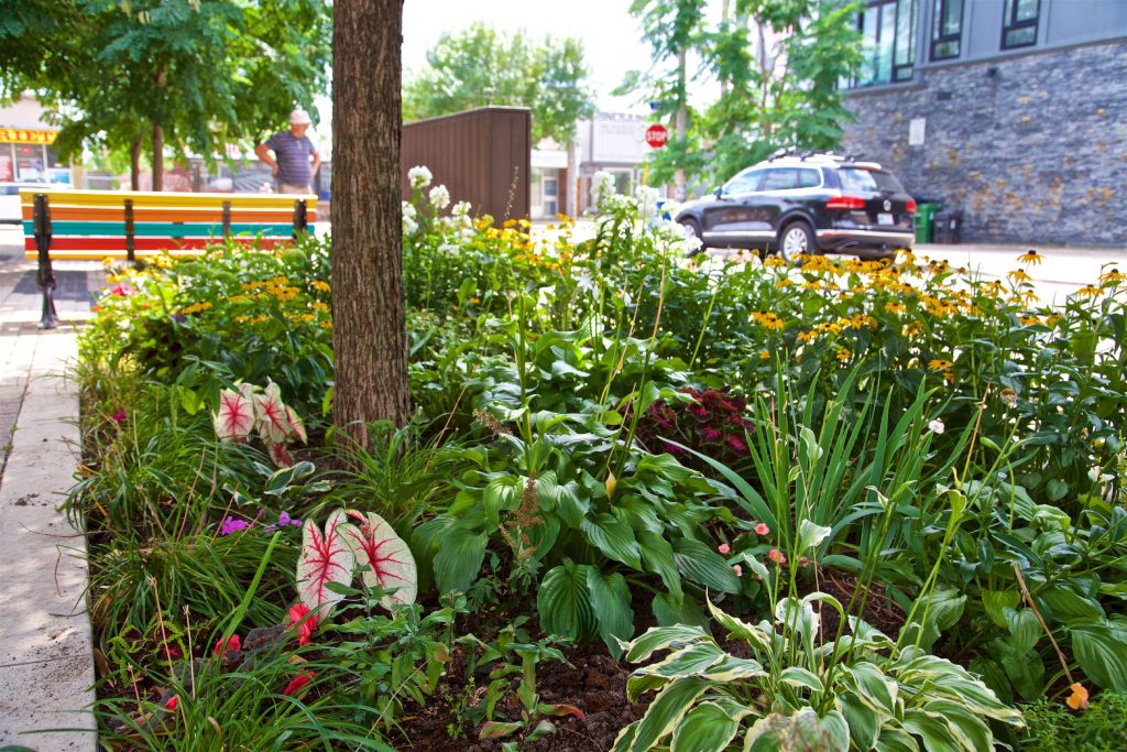 Low-lying green hosta's and grass plants with tall bright yellow daisy's in a stone garden bed.