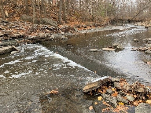 Image of problem area in Mimico Creek. Please contact Tracy Manolakakis at 416 392 2990 or mimicocreek@toronto.ca