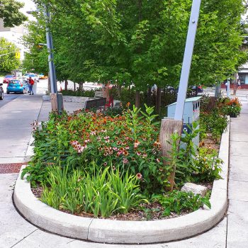Green Streets plantings in the Fairford Parkette.