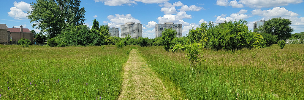 Photograph of open space in Scarborough showing a trail and apartment buildings in the background.