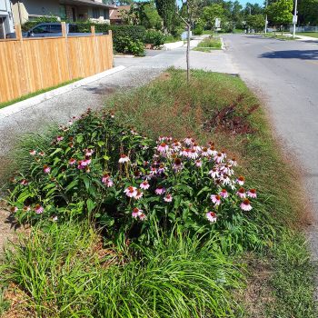 Green Streets project on Byng Ave shows planting in the right of way near driveways