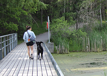 Person walking a dog along a pedestrian bridge at Don Valley Brick Works Park.