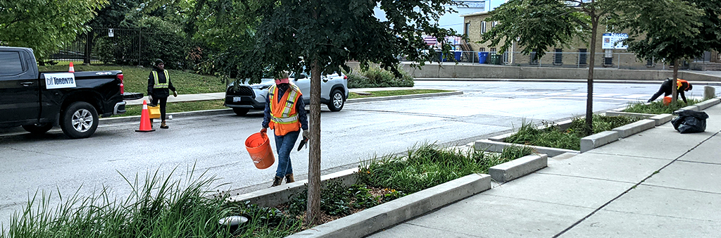 Three staff in reflective high visibility vests weed and prune green infrastructure (plants) on a city street.