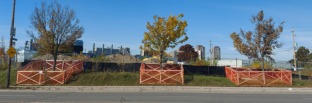Three trees each enclosed in a Tree Protection Zone made from wooden 2 x 4s and orange fencing, in front of a construction site.