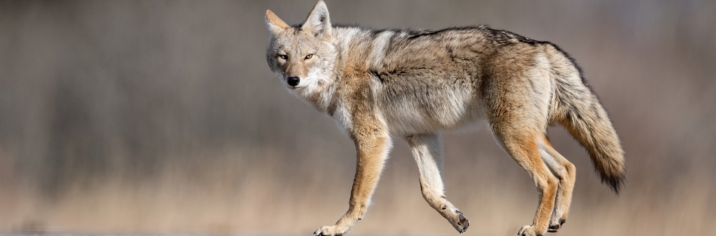coyote walking in a field