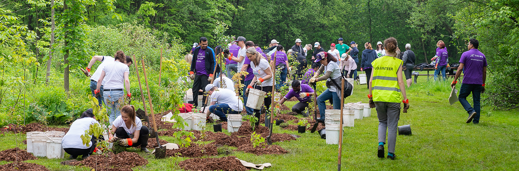 A group of people in a clearing, planting trees.