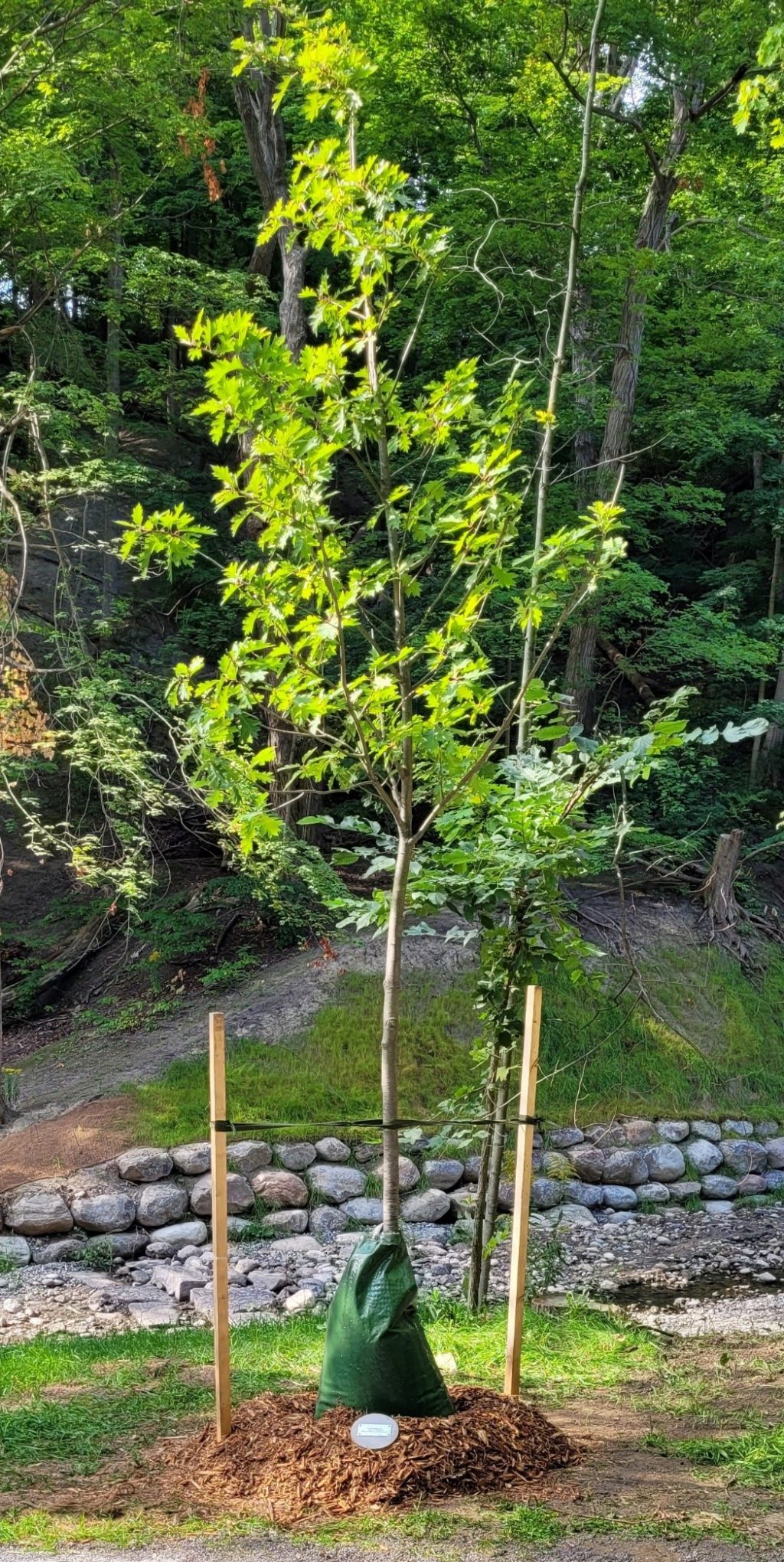 A young tree, just planted, tied to stakes for support. A plaque sits at the base. 