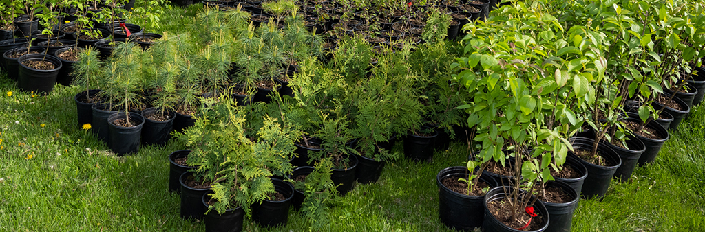 A number of young trees of multiple types in pots on grass.