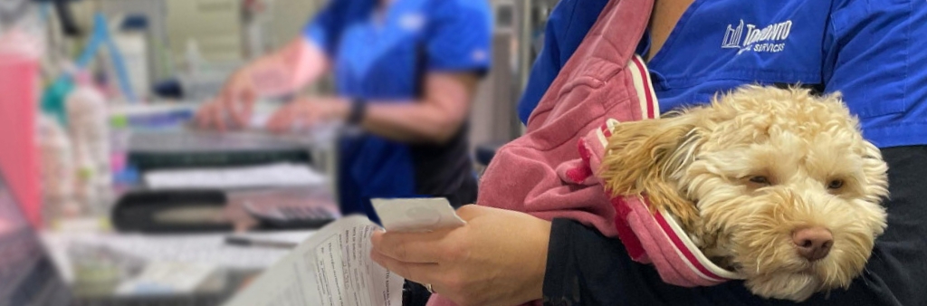 A small dog in a baby sling relaxes against an Animal Services technician