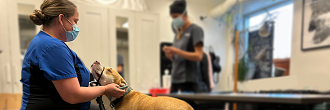 An Animal Service technician holding a dog with a veterinarian in the background